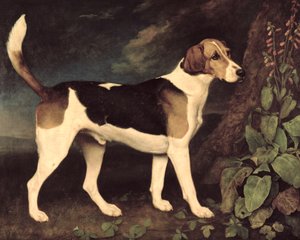 Ringwood, ein Brocklesby-Foxhound, 1792